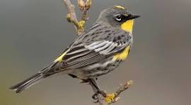 Birds yellow-rumped warbler